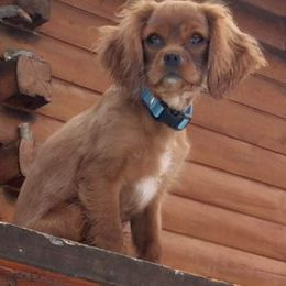 Cavalier King Charles Spaniel Puppies from Colorful Cavaliers