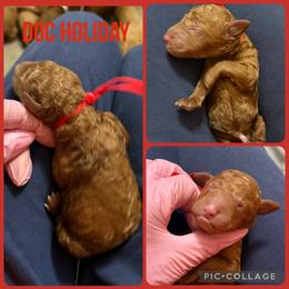 Doc Holiday - Red  male Poodle puppy in Mount Vernon, Illinois from AMC Poodles