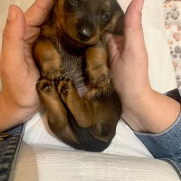 Dachshund Puppies from Slinky’s Dachshunds