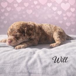 Will Byers - Chocolate merle male Bernedoodle puppy in Bennett, Colorado from Darling Paws Bernedoodles, LLC