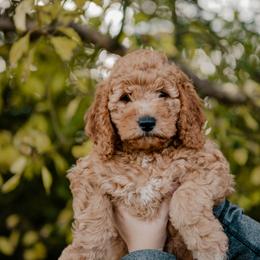 Goldendoodle and Sheepadoodle Puppies from Red River Goldendoodles