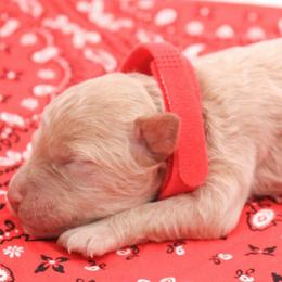 Red - Apricot female Labradoodle puppy in Lexington Park, Maryland from SUNNY SIDE DOODLES