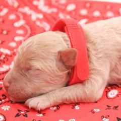 Red - Apricot female Labradoodle puppy in Lexington Park, Maryland from SUNNY SIDE DOODLES