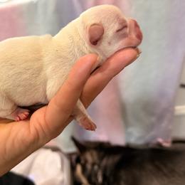 Sugar - Cream female French Bulldog puppy in Grand Praire, Texas from Von Darr Kennels