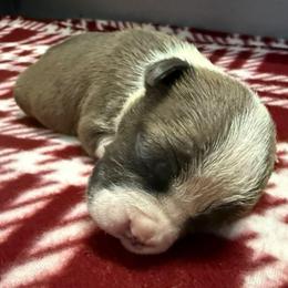 Aubrey - Blue fawn female American Staffordshire Terrier puppy in Clintwood, Virginia from SkyBlue Kennel