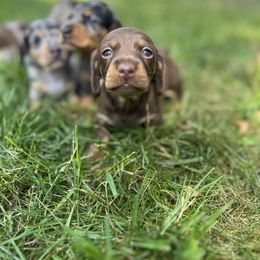 Dachshund Puppies from Weenie Bros