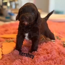 Hershey - Chocolate male Australian Labradoodle puppy in Nashville, Tennessee from SF Australian Labradoodles