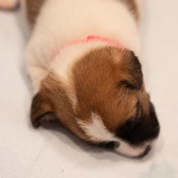 Golden Retriever and Jack Russell Terrier Puppies from Shelby Burleson's Golden Retrievers and Jack Russell Terriers