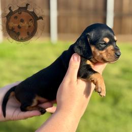 Dachshund Puppies from Doxi Delights