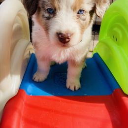 Australian Shepherd Puppies from Topaz Aussie’s