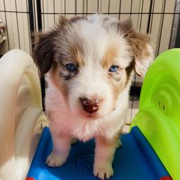 Australian Shepherd Puppies from Topaz Aussie’s