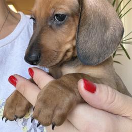 Dachshund All Grown Up from Hotdawgz standard AKC dachshunds