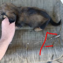 Dachshund Puppies from Bailey's Dachshunds