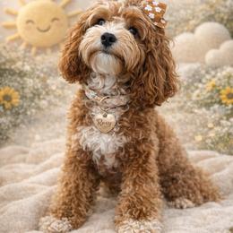 Roxy - Goldendoodle