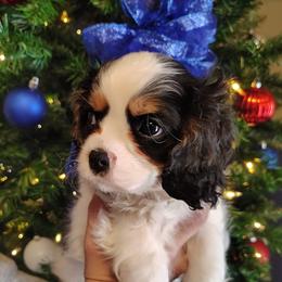 Paz - Tri-color male Cavalier King Charles Spaniel puppy in Rockville, Maryland from Skais the Limit Cavaliers
