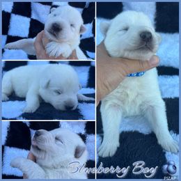 Blueberry Boy - White male German Shepherd puppy in Oroville, California from CS Vista Farms