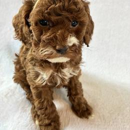 Bubbly - Red and white female Cockapoo puppy in Adrian, Oregon from ApplebyFarm