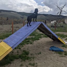 Chinese Shar-Pei All Grown Up from Eihpos Shar-Pei