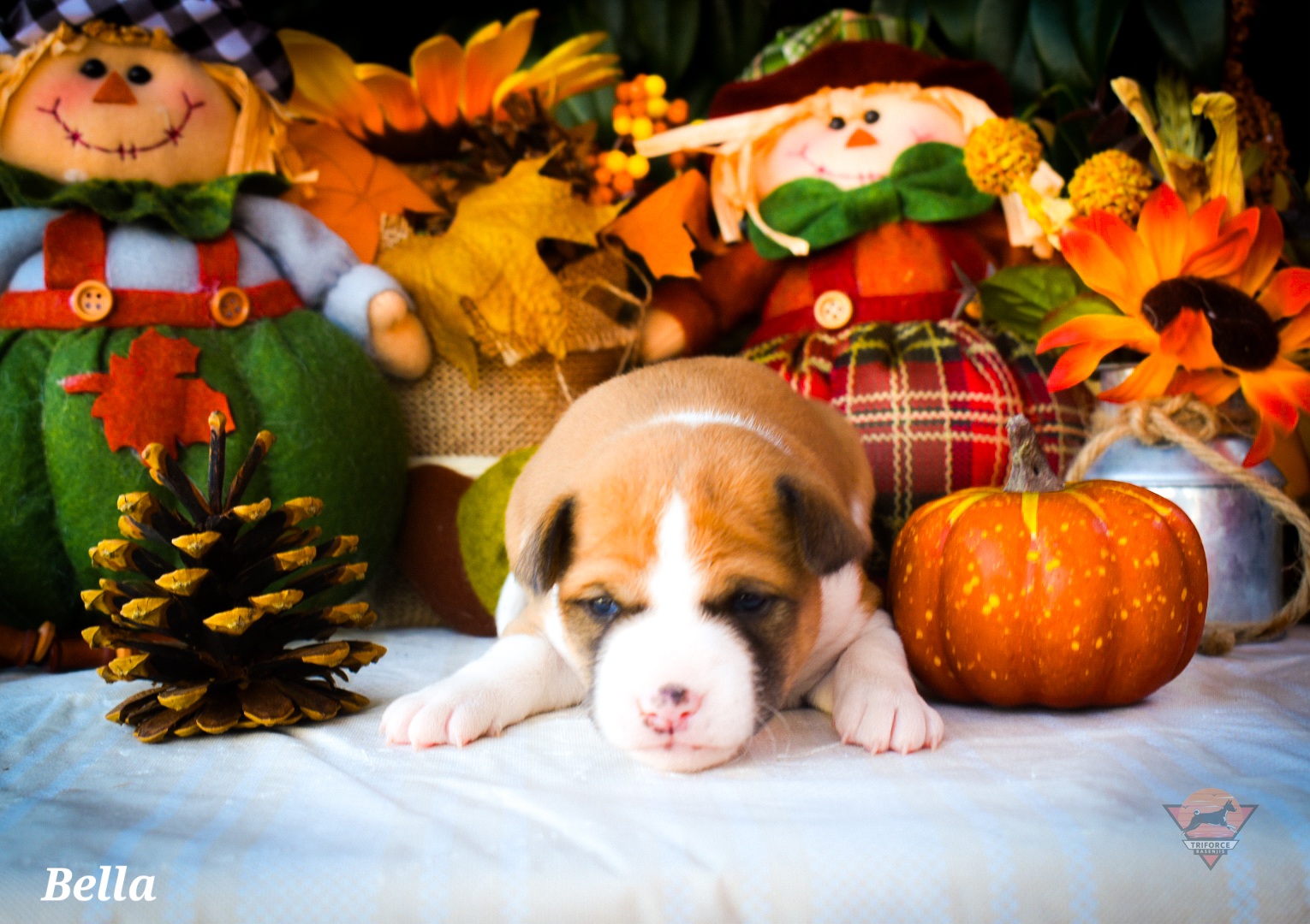 Bella - Red and white female Basenji puppy in San Diego, California from Triforce Basenjis