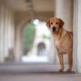 Golden Retrievers and Labrador Retrievers from Dioscuri Kennel