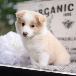 Solara - Gold female Border Collie puppy in Conway, Missouri from 2J 2K Border Collies | Maremma Sheepdogs