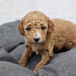 Purple collar - Apricot female Poodle puppy in Edmond, Oklahoma from The Redbud Roost