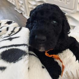 Orange boy, Sammy - Black male Poodle puppy in Gainesville, Georgia from Rose’s Goldendoodles & Standard Poodles