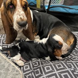Molly - Basset Hound