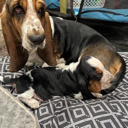 Molly - Basset Hound