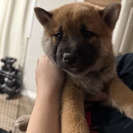 Shiba Inu Puppies from Shiba Co.