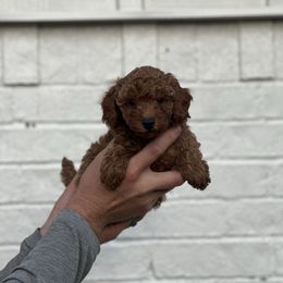 Summer - Red  female Poodle puppy in Bridgeport, Texas from KM AKC Toy poodles