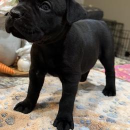 Cane Corso Puppies from KJ Cane Corso