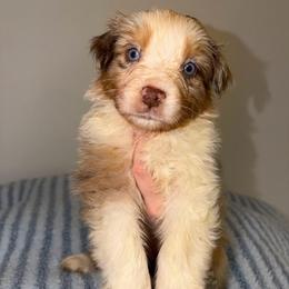 Jellybean - Red merle male Australian Shepherd puppy in Anniston, Alabama from All Hale Aussies