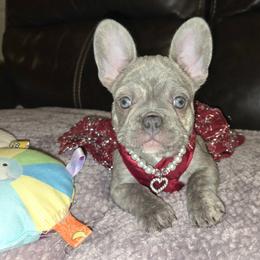 French Bulldog and Miniature Schnauzer Puppies from Olivia's Miniature Schnauzer's and French Bulldogs