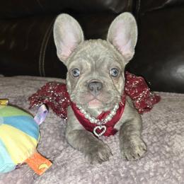 French Bulldog and Miniature Schnauzer Puppies from Olivia's Miniature Schnauzer's and French Bulldogs