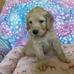 Girl 2 - Cream Goldendoodle puppy in Lexington, North Carolina from Sages Doodles and Poodles of NC