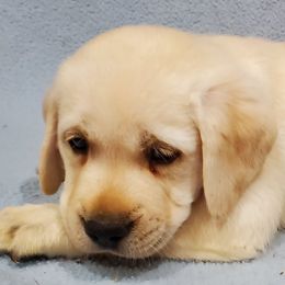 Labrador Retriever Puppies from True Labradors