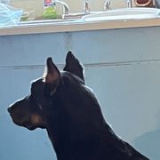Tsunami - Beauceron