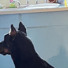 Tsunami - Beauceron