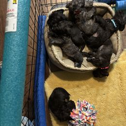 Glen of Imaal Terrier Puppies from Jake's Kennels