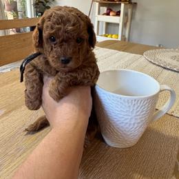 Black - Red  male Poodle puppy in Modesto, California from Oso’s Red Toy, Mini, & Standard Poodles