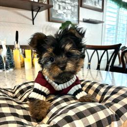 Antonio - Black and tan male Yorkshire Terrier puppy in Yuma, Arizona from Yuma Yorkie