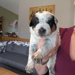 Blu (Blue Collar) - Blue male Australian Cattle Dog puppy in Ammon, Idaho from Piney River Cattle Dogs