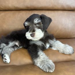 Miniature Schnauzer Puppies from Bearded Besties of Alabama