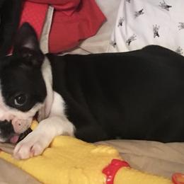 Boston Terriers, Boxers, and Companion Crosses from KD’s K9 Oasis