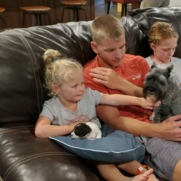 Miniature Schnauzer Puppies from Dees Schnauzers