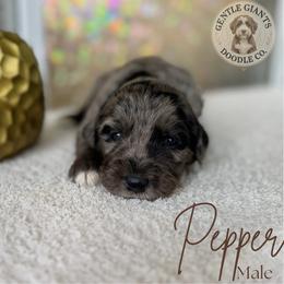 Pepper - Merle male Bernedoodle puppy in Fort Pierce, Florida from Gentle Giants Doodle Co.
