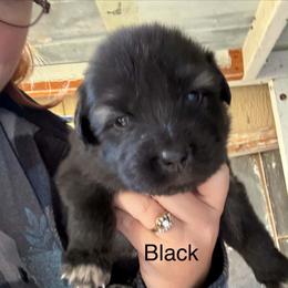 Black - Gray female Sarplaninac puppy in Colorado Springs, Colorado from Pesky Redneck Mini Ranch