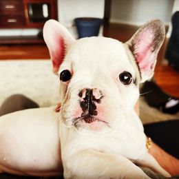 French Bulldog Puppies from Ark Frenchies Limited