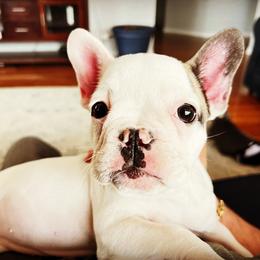 French Bulldog Puppies from Ark Frenchies Limited